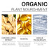Turmeric Essential Oil Serum